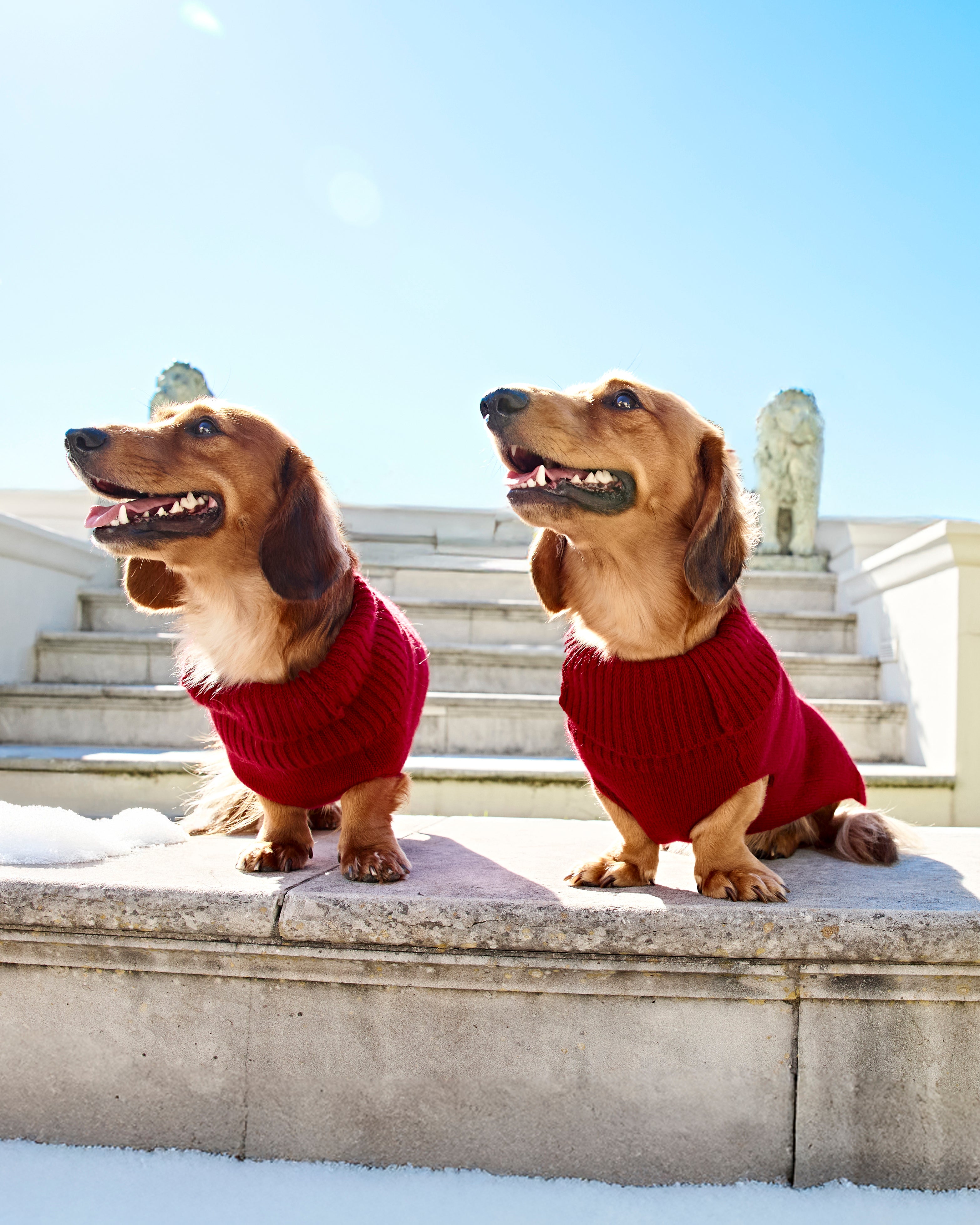 #farbe_rot – Cashmere dog sweater in red – EMAAL CASHMERE