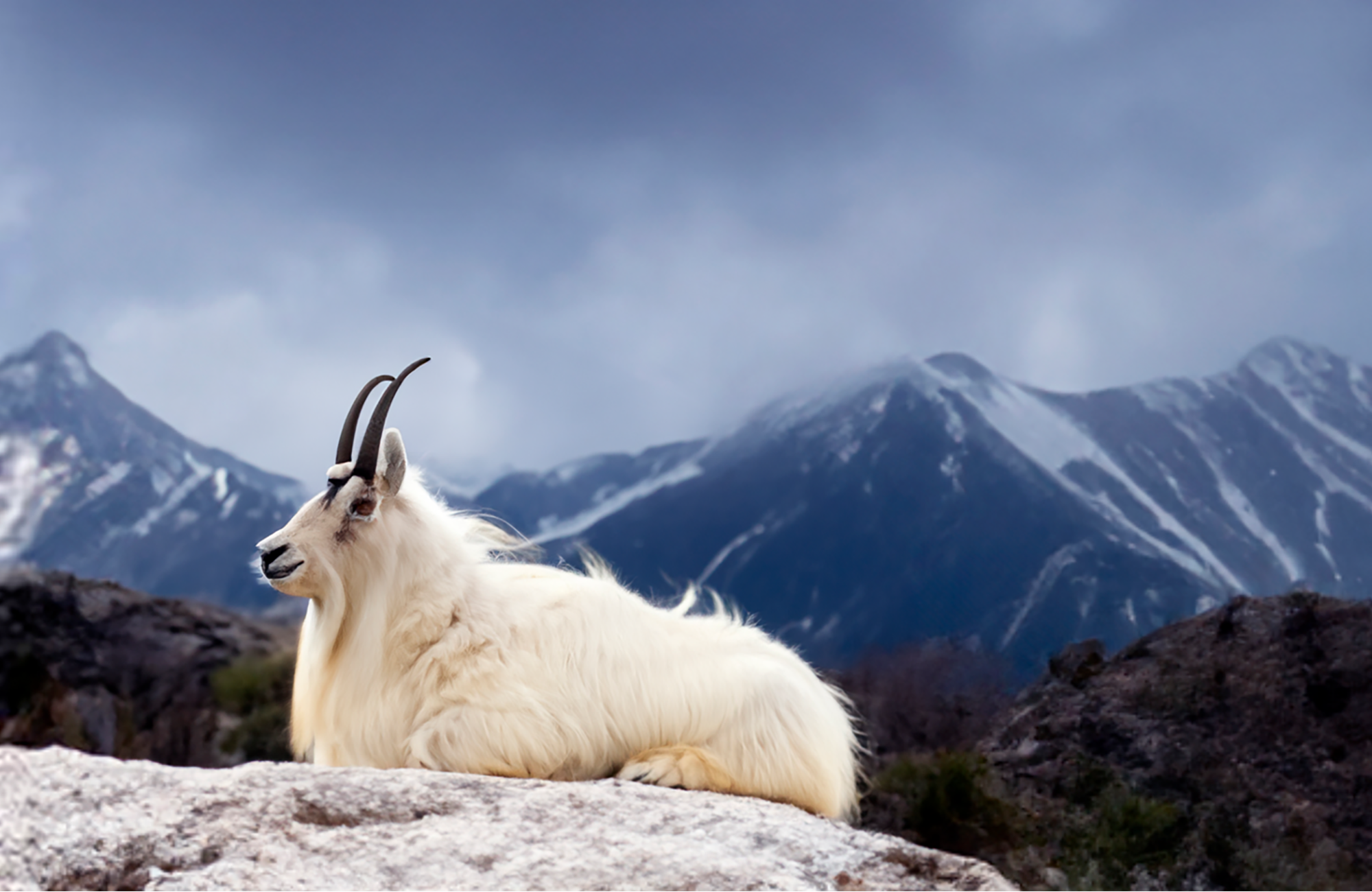 Kaschmirproduktion bei EMAAL CASHMERE – hochwertige Verarbeitung in der Tradition des Himalaya