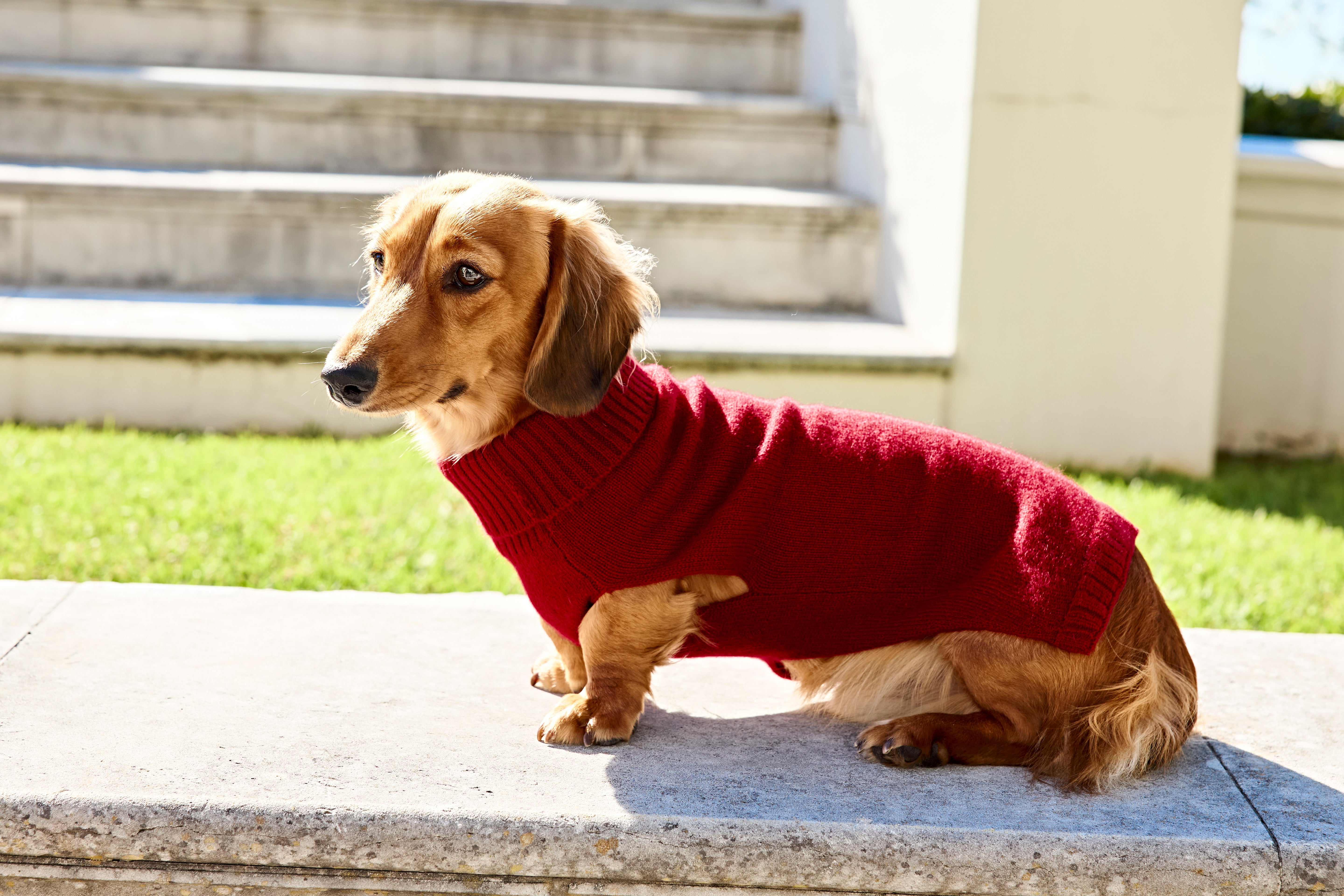 Cashmere sweater Aspen dog