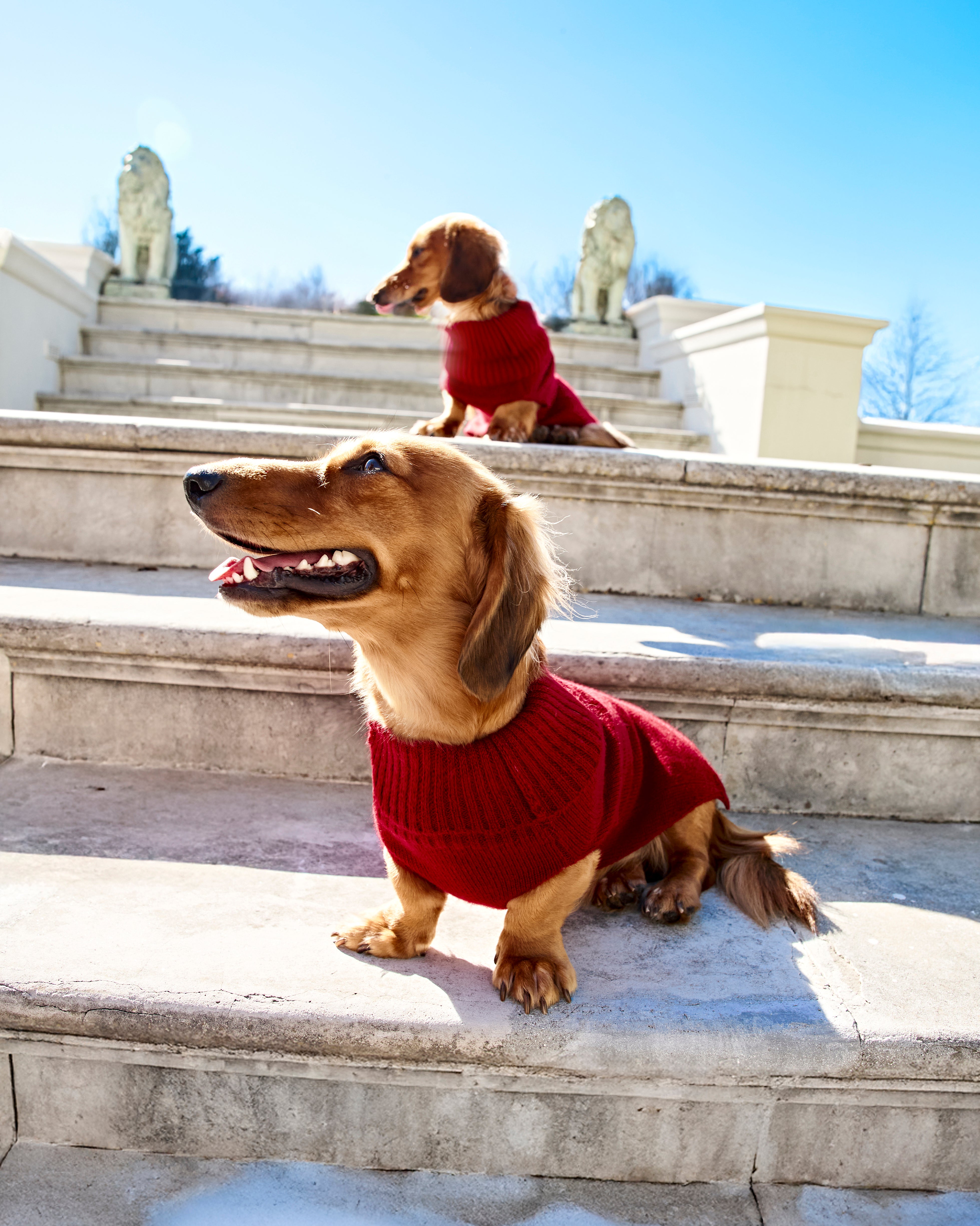 Cashmere sweater Aspen dog